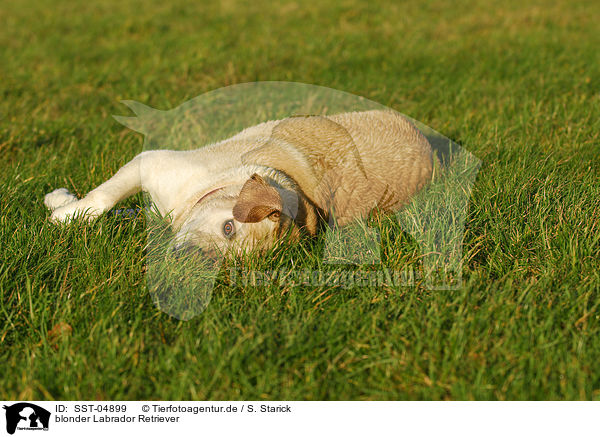 blonder Labrador Retriever / blonde Labrador Retriever / SST-04899
