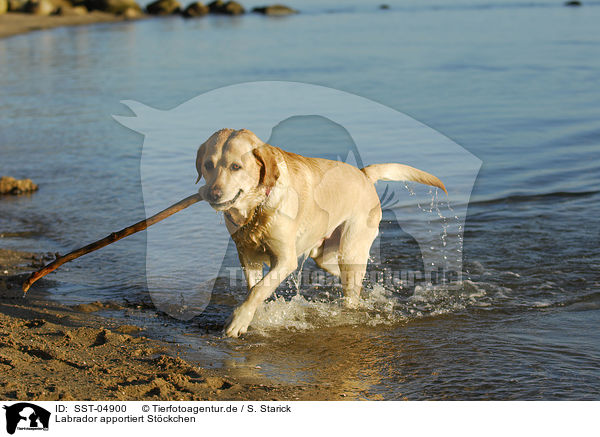 Labrador apportiert Stckchen / SST-04900