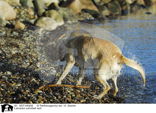 Labrador schttelt sich / shaking Labrador / SST-04908