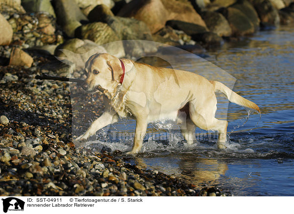 rennender Labrador Retriever / SST-04911