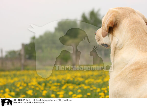 blonder Labrador Retriever / blonde Labrador Retriever / DG-01174