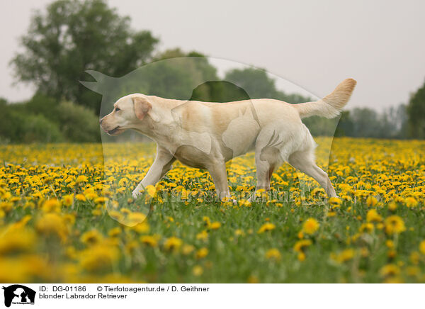 blonder Labrador Retriever / blonde Labrador Retriever / DG-01186