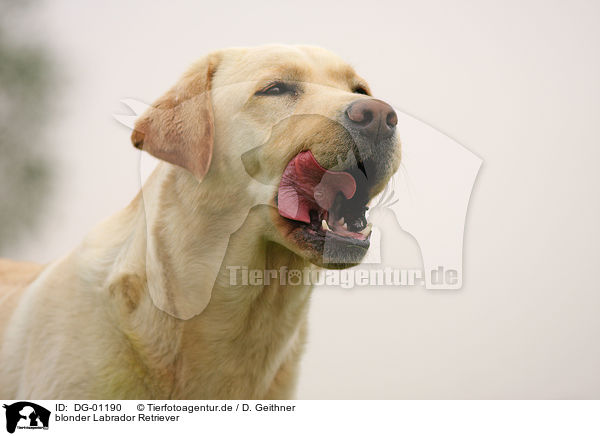 blonder Labrador Retriever / DG-01190