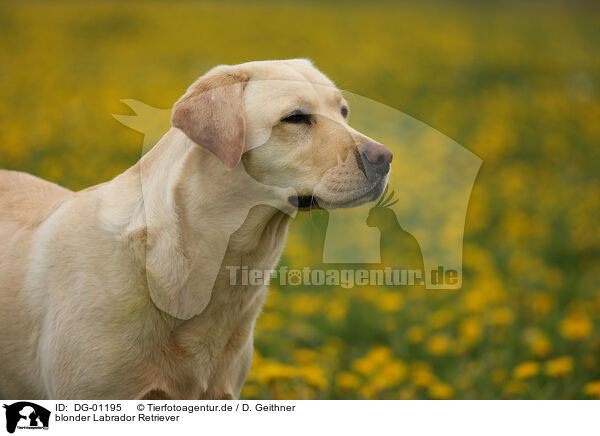 blonder Labrador Retriever / blonde Labrador Retriever / DG-01195