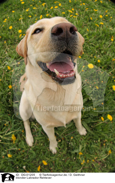 blonder Labrador Retriever / DG-01205