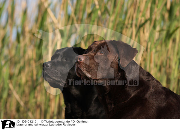 brauner und schwarzer Labrador Retriever / black and brown Labrador Retriever / DG-01210