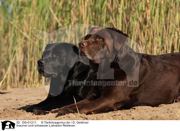 brauner und schwarzer Labrador Retriever / black and brown Labrador Retriever / DG-01211