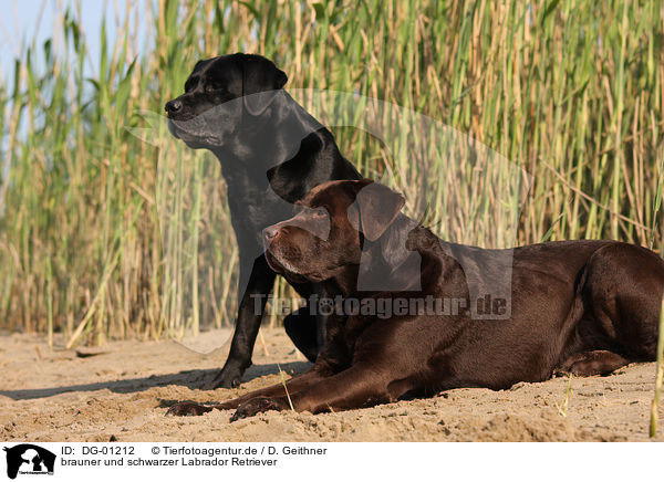 brauner und schwarzer Labrador Retriever / DG-01212