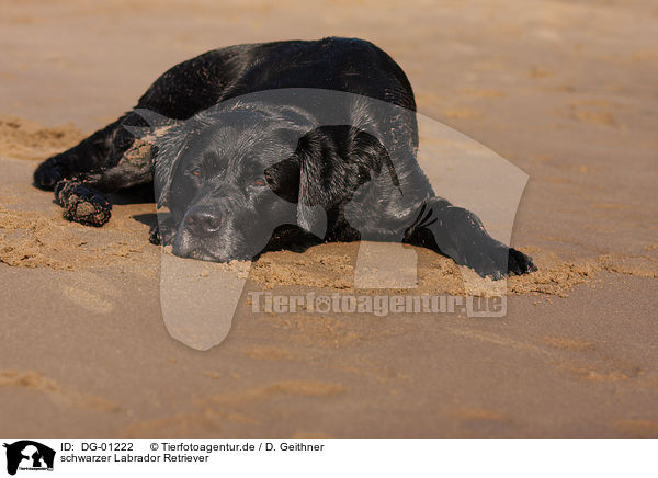 schwarzer Labrador Retriever / black Labrador Retriever / DG-01222