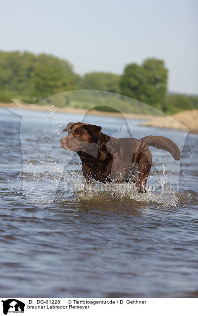 brauner Labrador Retriever / brown Labrador Retriever / DG-01228