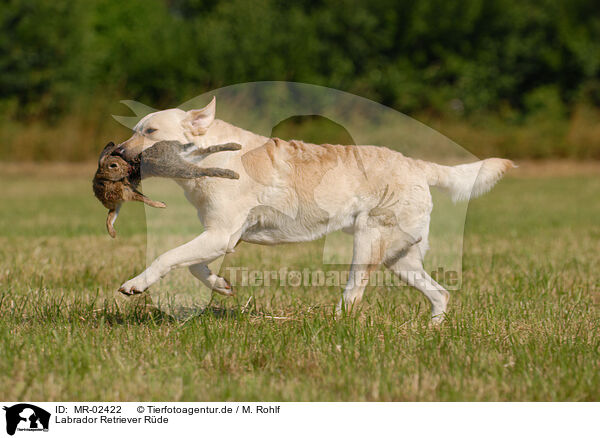 Labrador Retriever Rde / male Labrador Retriever / MR-02422