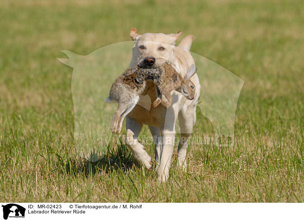 Labrador Retriever Rde / male Labrador Retriever / MR-02423