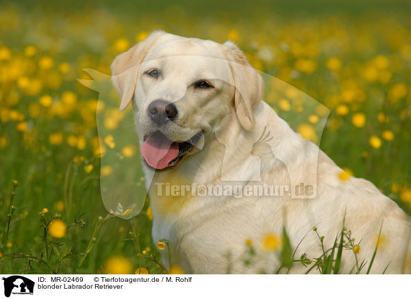 blonder Labrador Retriever / blonde Labrador Retriever / MR-02469
