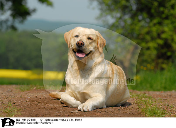 blonder Labrador Retriever / blonde Labrador Retriever / MR-02486
