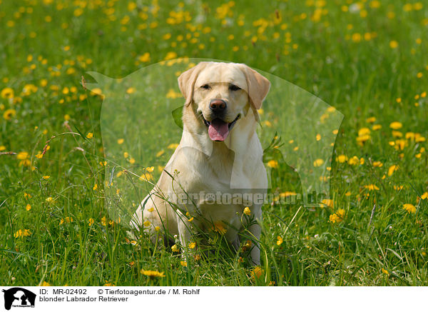 blonder Labrador Retriever / blonde Labrador Retriever / MR-02492