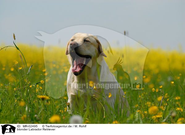 blonder Labrador Retriever / blonde Labrador Retriever / MR-02495