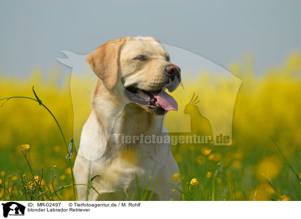 blonder Labrador Retriever / blonde Labrador Retriever / MR-02497