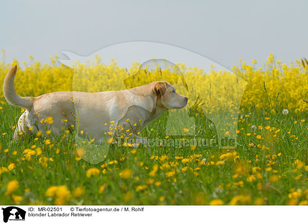 blonder Labrador Retriever / MR-02501