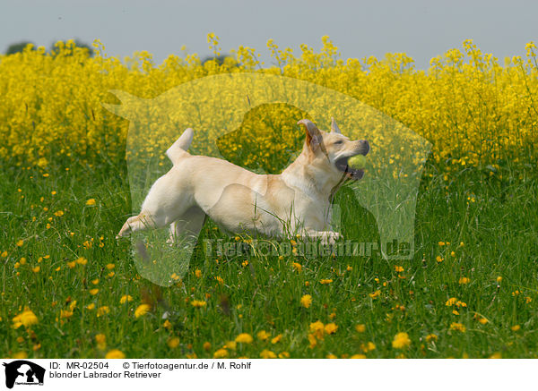 blonder Labrador Retriever / blonde Labrador Retriever / MR-02504