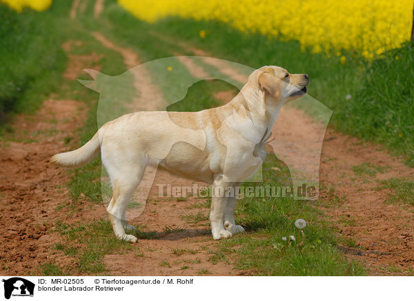blonder Labrador Retriever / blonde Labrador Retriever / MR-02505