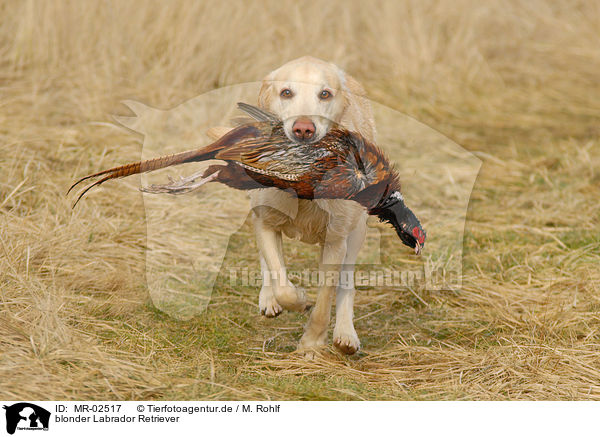blonder Labrador Retriever / blonde Labrador Retriever / MR-02517