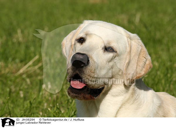 junger Labrador Retriever / young Labrador Retriever / JH-06294