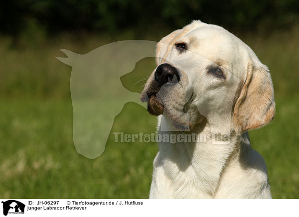 junger Labrador Retriever / young Labrador Retriever / JH-06297
