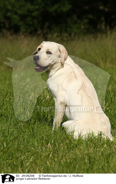junger Labrador Retriever / JH-06298