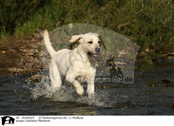 junger Labrador Retriever / young Labrador Retriever / JH-06327