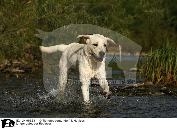 junger Labrador Retriever / young Labrador Retriever / JH-06328