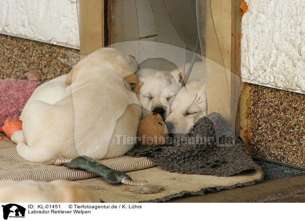 Labrador Retriever Welpen / Labrador Retriever puppies / KL-01451
