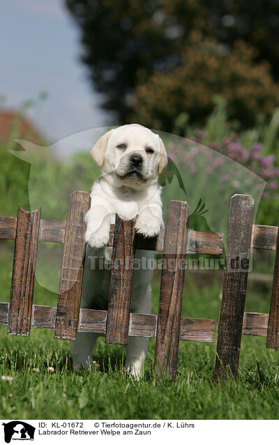 Labrador Retriever Welpe am Zaun / Labrador Retriever puppy at fence / KL-01672
