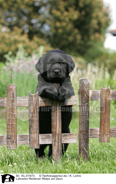 Labrador Retriever Welpe am Zaun / KL-01673