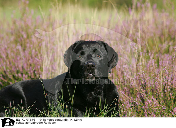 schwarzer Labrador Retriever / black Labrador Retriever / KL-01676