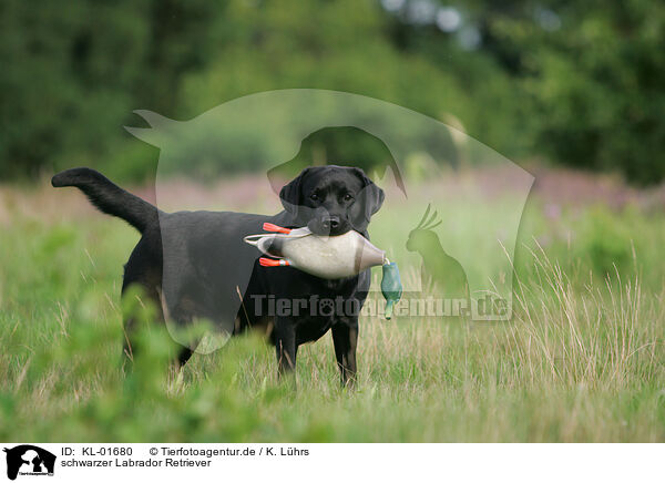 schwarzer Labrador Retriever / black Labrador Retriever / KL-01680