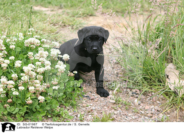 Labrador Retriever Welpe / Labrador Retriever puppy / SG-01987