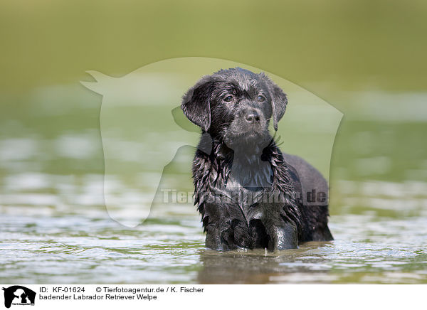 badender Labrador Retriever Welpe / bathing Labrador Puppy / KF-01624