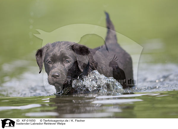 badender Labrador Retriever Welpe / bathing Labrador Puppy / KF-01650