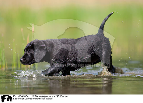 badender Labrador Retriever Welpe / bathing Labrador Puppy / KF-01654