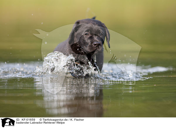 badender Labrador Retriever Welpe / bathing Labrador Puppy / KF-01659