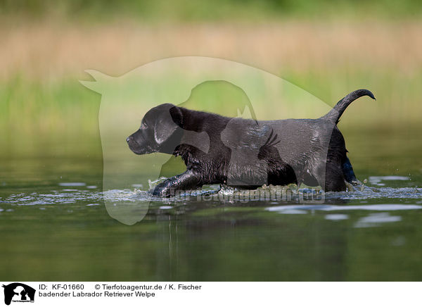 badender Labrador Retriever Welpe / bathing Labrador Puppy / KF-01660