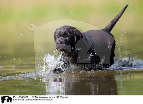 badender Labrador Retriever Welpe / bathing Labrador Puppy / KF-01662