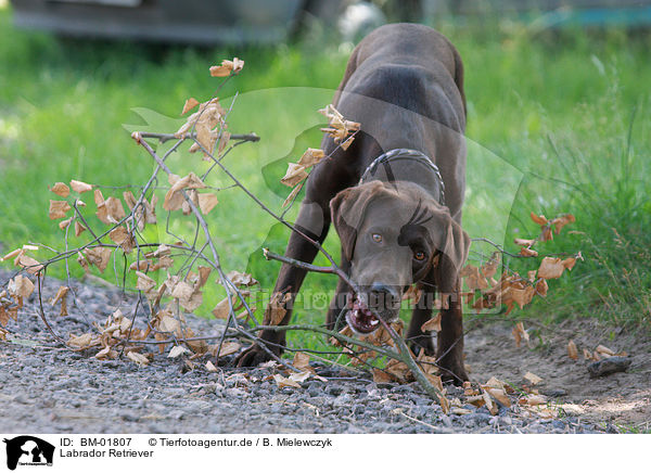 Labrador Retriever / Labrador Retriever / BM-01807