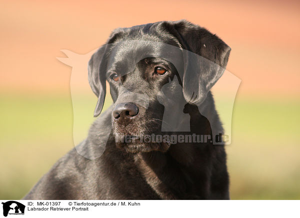 Labrador Retriever Portrait / MK-01397