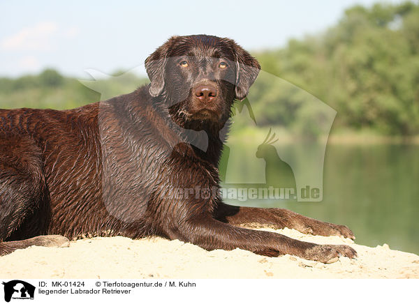 liegender Labrador Retriever / MK-01424