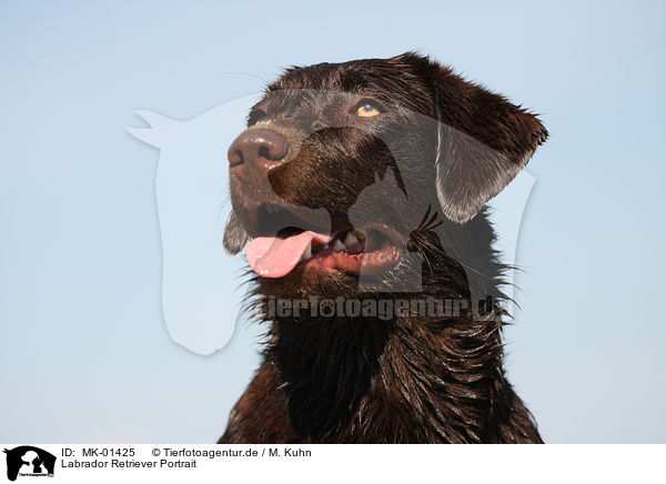 Labrador Retriever Portrait / MK-01425