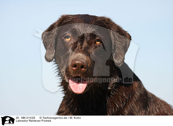Labrador Retriever Portrait / MK-01426