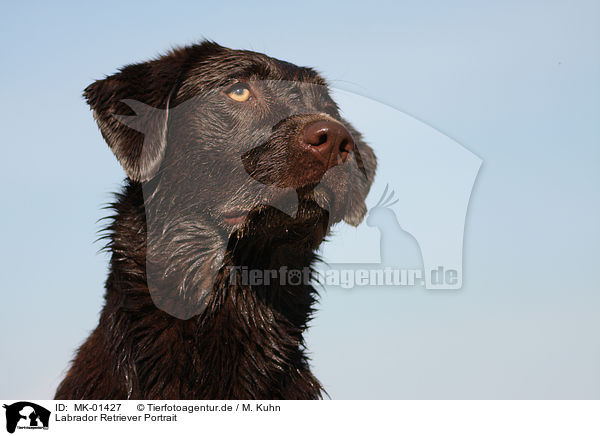 Labrador Retriever Portrait / MK-01427