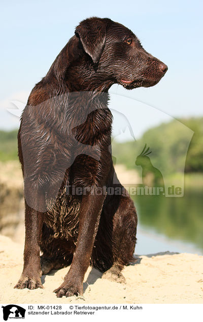 sitzender Labrador Retriever / MK-01428