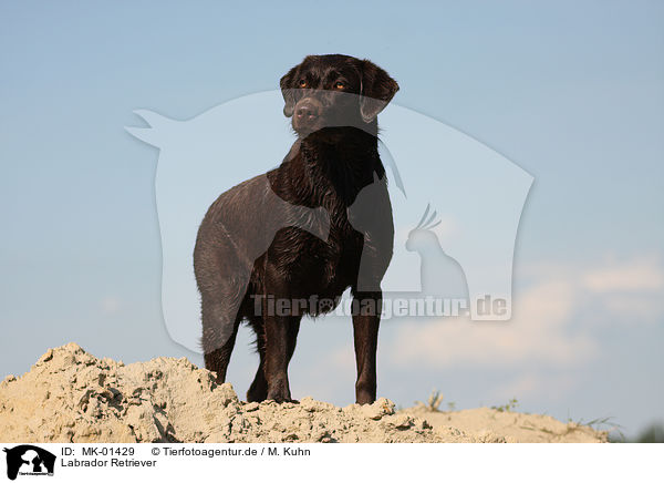 Labrador Retriever / MK-01429
